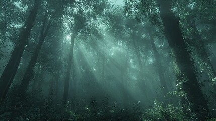 Wall Mural -   A dense forest brimming with numerous trees and beams of sunlight filtering through the upper foliage, illuminating the heart of the woods