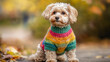 © Oksana - A small curly dog in a bright, colorful knitted sweater sits outdoors in the fall among fallen leaves, looking very cute and cozy