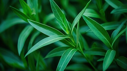 Poster -   A close-up of a lush green plant with numerous water droplets on its leaves and stems