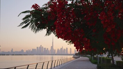 Wall Mural - beautiful embankment with flowering trees overlooking the downtown Dubai at sunset, UAE