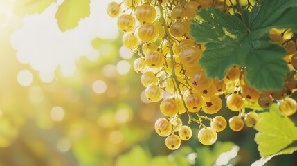 Sticker -   Yellow grapes dangling from a green-leafed vine, bathed in sunlight filtering through the foliage above