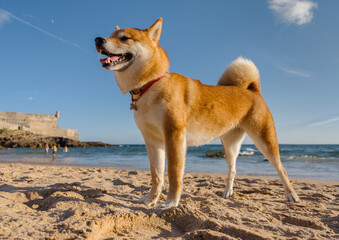 Shiba Inu dog walks along the sandy, sunny summer ocean coast.