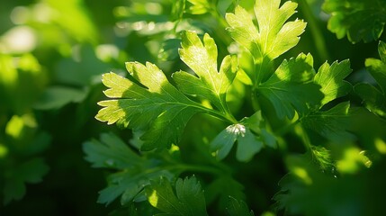 Poster -   A leafy plant under the bright sun with the background filled with leaves