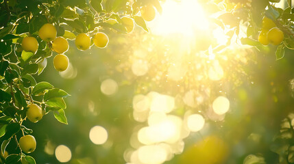 Wall Mural -   A tree with sunbeams filtering through lemon-laden branches