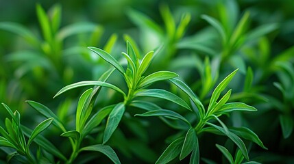 Wall Mural -    a green plant with distinct leaves in sharp focus and a softened background