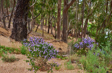 Trees, plants and environment with nature in forest for eco friendly, sustainability and botany. Outdoor, woods and sand with foliage at countryside for ecosystem, ecology and conservation in Europe