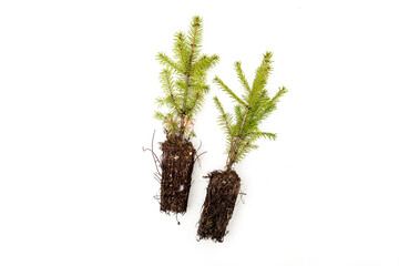 Spruce seedlings isolated on white background. Two spruce saplings with roots