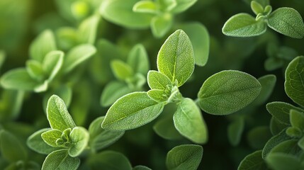 Canvas Print -   A close-up photo of a lush green plant with many leaves at the top and several leaves at the base