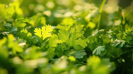 Sticker -   A close-up of lush green plants in sunlight-topped fields