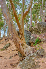 Tree, bark and environment with rocks in forest for eco friendly, sustainability and ecology. Outdoor, woods and ground with foliage at countryside for nature, ecosystem and conservation in Australia