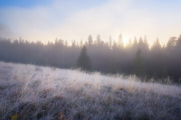 Wall Mural - Foggy landscape at dawn. Sunbeams in a valley. Pine trees in the fog. Sunlight in the forest. Photography for background, wallpaper, postcards.