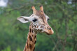 © Johannes Jensås - Portrait of a giraffe
