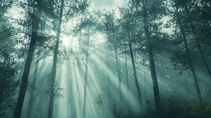 Poster -   A lush forest brimming with towering trees beneath a vibrant blue sky, casting dappled sunlight through their lofty crowns