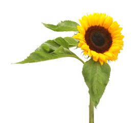 Sticker - One beautiful sunflower with leaves isolated on white