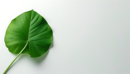 On the soft white background, a green plant leaf lies gently, giving off a natural atmosphere and giving people a sense of tranquility and comfort.