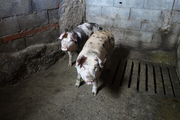 Two Spotted Pigs in a Concrete Pen