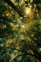 Poster - Tree leaves illuminated by sunlight, great for nature or environmental concepts