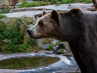 a big brown bear in zoo near puddle