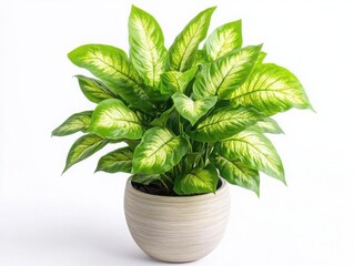 Wall Mural - lush potted plant with vibrant leaves isolated on crisp white background