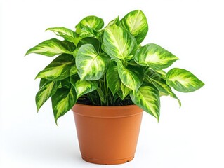 Wall Mural - lush potted plant with vibrant leaves isolated on crisp white background