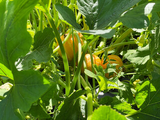 Colorful pumpkins are nestled among thriving green leaves, showcasing a vibrant garden scene full of life and natural growth.