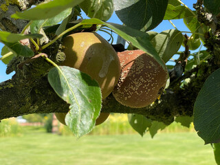 Close-up of rotten pear with bite on tree branch in sunny orchard with lush green leaves