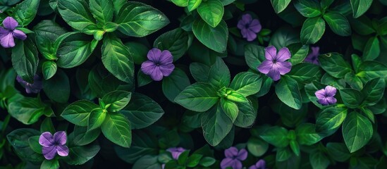 Wall Mural - Green Leaves With Purple Flowers