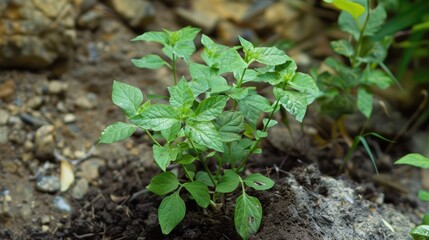 Wall Mural - Manihot esculenta: a plant with edible young leaves.