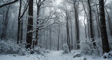  Snow falling in winter woodland scene background