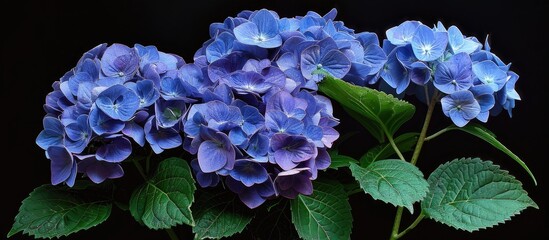 Wall Mural - Hydrangea Macrophylla Flower