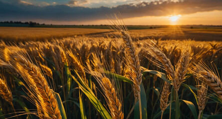 Poster - Wheat fields glowing sunset abstract background