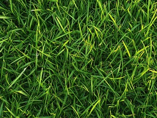 Poster - Green Grass Blades