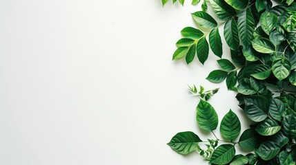 Canvas Print - Fresh green leaves on a white backdrop with open space for text overlay.