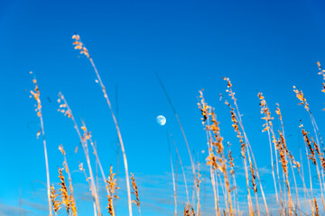 Wall Mural - moon shines in a clear blue sky, framed by golden coastal grass swaying in the wind, creating a sere