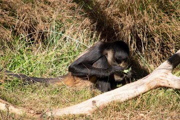 Wall Mural - The black-handed spider monkey has lack or brown fur with hook-like hands and a prehensile tail.