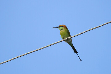 asian green bee eater