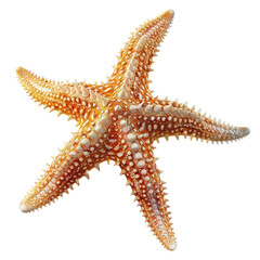 starfish isolated on white background