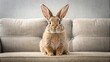 © Jane Studio - Adorable rabbit sitting on a sofa and looking at the camera