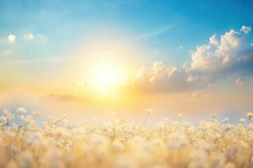 A serene sunrise over a field of fluffy white flowers.