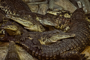 Zoo crocodile Animal Nature Natural