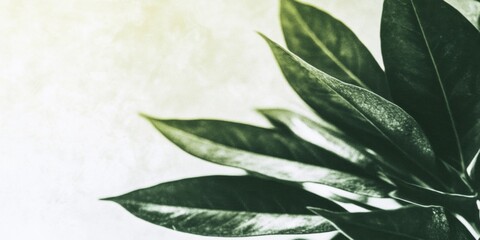 Poster - Minimalist Boho Style - Green Leaves on White Background with Soft Green Tones