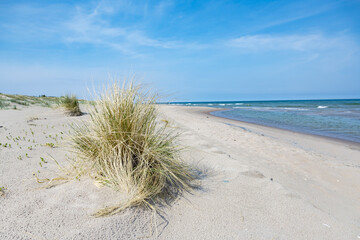 Sandy beach with grass and ocean under clear sky.