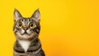 © Victoria - This curious cat shows an expression of shock with its wide eyes, set against a vibrant yellow backdrop that allows space for personalization