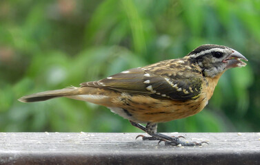 Wall Mural - close up of a female black-headed grosbeak  standing on a deck  in a backyard in summer in broomfield, colorado       