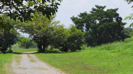 Wall Mural - 新緑に覆われた石川河川敷の風景