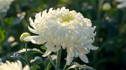 white chrysanthemum