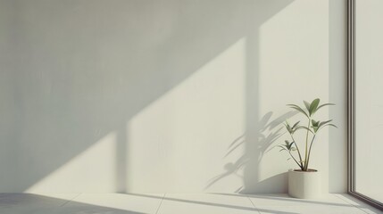 Wall Mural - Potted plant basking in the gentle sunlight against a minimalist white background, embodying simplicity and natural beauty.