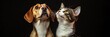 © Dai - A dog and cat sitting side by side, both looking up curiously at something, with their heads tilted in unison in a cute and funny pose.