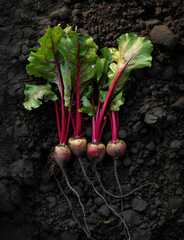 Wall Mural - Garden row patch mature beetroot plants, roots visible above soil, organic, vegetables, agriculture