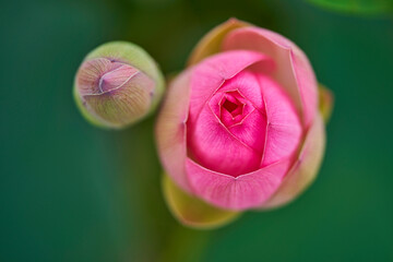 Close-up of two pink Lotus flowers at Lotus Theme Park of Gwangokji Reservoir near Siheung-si, South Korea